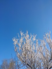 branches of a tree and moon