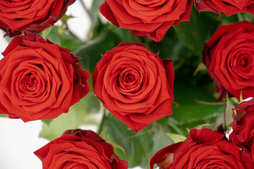 Obraz premium Roses in vase