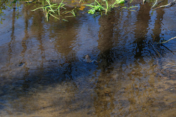 a small river in the village. there is a frog in it is almost not noticeable.