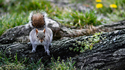 squirrel in forrest
