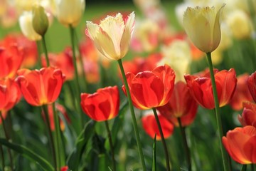 Fototapeta na wymiar Beautiful tulips in the Park