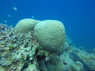 Naklejka premium Korallen im Roten Meer