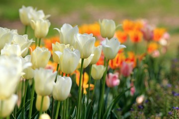 Obraz premium Beautiful tulips in the Park