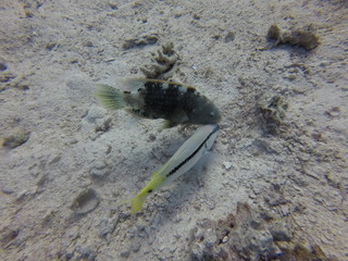 Tropische Fische