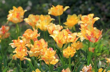 Bright tulips in the Park