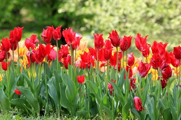 Bright tulips in the Park