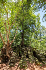 Fototapeta na wymiar Strangler fig trees growing on a stone structure in the Angkor Wat temple complex, Siem Reap, Cambodia
