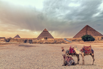 Complex of Giza Pyramids and the Sphinx in the desert with camels, Egypt