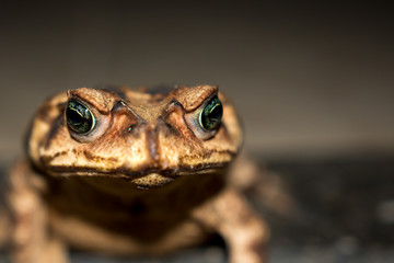 Brown Frog with green eyes