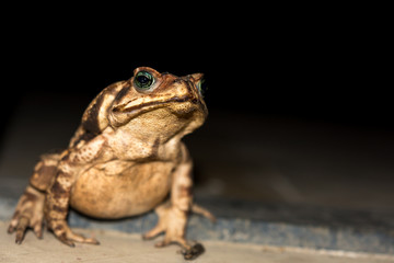 Brown Frog with green eyes