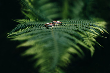 Wedding rings placed on a beautiful green fern leaf. Isolated on black background.