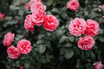 Bouquet of pink blooming roses in a garden. 