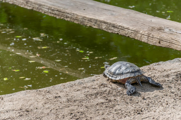 A beautiful turtle basks on the shore of a pond under the warm sunshine.