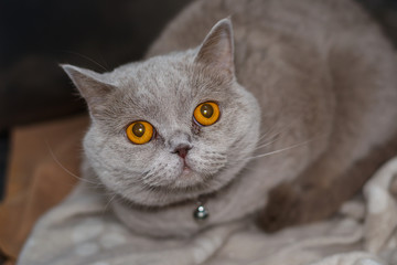 british shorthair breed cat with beautiful eyes