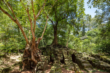 Strangler fig trees growing on a stone structure in the Angkor Wat temple complex, Siem Reap, Cambodia