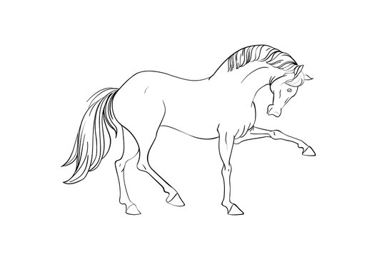 Line art horse. Vector illustration.