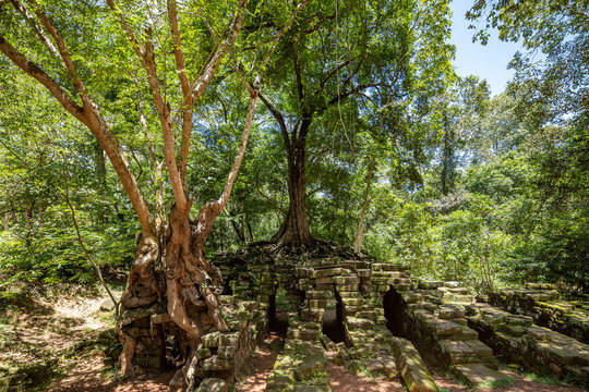 Strangler fig trees growing on a stone structure in the Angkor Wat temple complex, Siem Reap, Cambodia