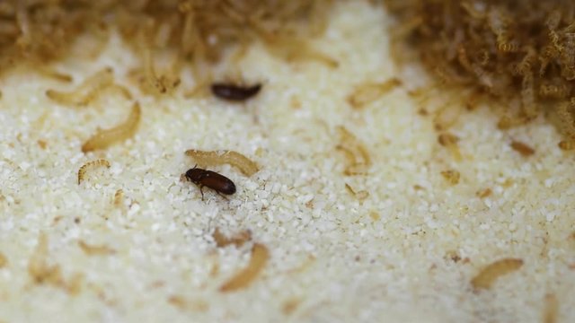 Krabbelnde K&auml;fer und Larven im Weizengrie&szlig; 