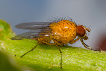 Yellow-orange fruit fly with big orange eyes, on  green surface