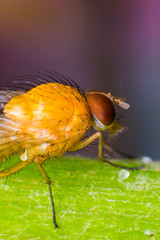 Yellow-orange fruit fly with big orange eyes, on  green surface