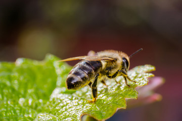 bee on the bright green leaf with pollen on her body surface
