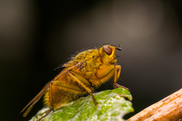 Yellow-orange fruit fly with big orange eyes, on bright green leaf