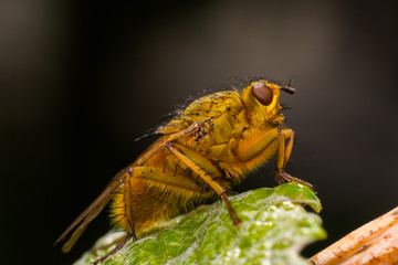 Yellow-orange fruit fly with big orange eyes, on bright green leaf