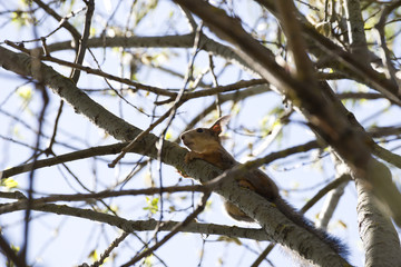 Squirrel on a branch in the forest.