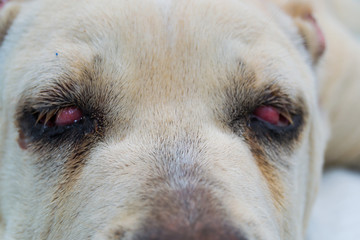 cane corso dog breed with cherry eye