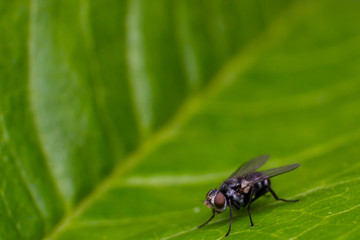 small fly on green leaf in spring season