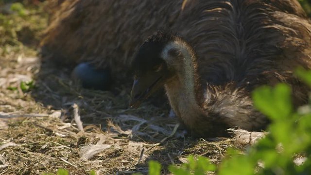 A closeup of an emu that is looking into the long grass and then zooming in towards the emu pushing an egg further underneath itself. 