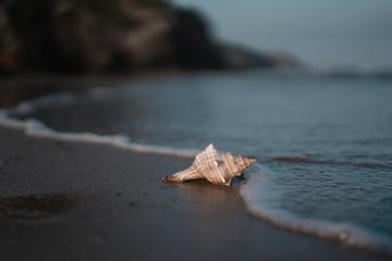 Washed up shell