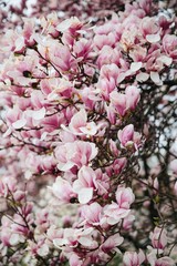 Flowering Magnolia Tulip Tree. Pink magnolias in spring day