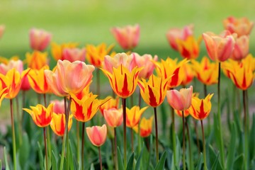 Bright tulips in the Park