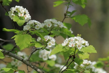 Flowering branches of Crataegus mollis in the Park