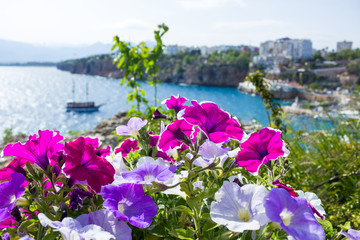 View of the Mediterranean port in Antalya through the bright flowers in the foreground