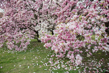 Flowering Magnolia Tulip Tree. Pink magnolias in spring day
