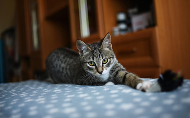 Striped cat sitting on the bed in the room. Grey cat with beautiful patterns. The cat is staring at you.
