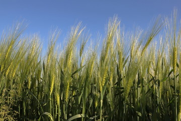Frumento e spighe sul terreno agricolo, Wheat and ears on agricultural land