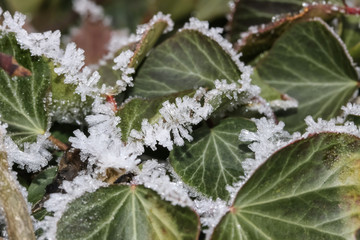 Rauhreif auf Efeublättern