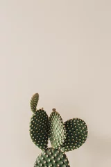 Tuinposter Cactus Close-up van cactus op beige achtergrond.