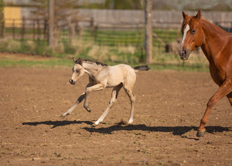 horse and foal