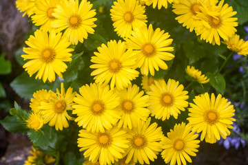 Natural summer background with yellow flowers