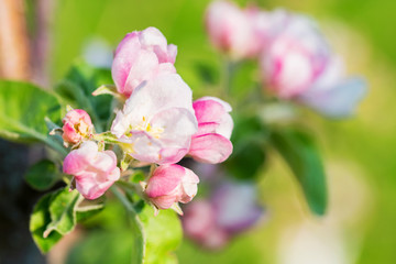 Naklejka na ściany i meble Beautiful blooming apple tree with pink flowers in spring close