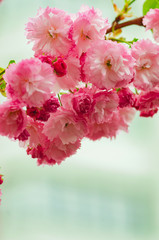 Beautiful fluffy pink sakura flowers.