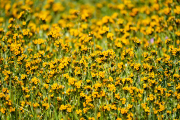 fiddlenecks wildflowers (Amsinckia) at Carrizo Plain National Monument in California during spring