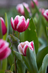 Red tulips in the city garden in the summer afternoon. Soft focus.