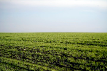 Fototapeta na wymiar green field of wheat seedlings