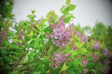 purple flowers on green background