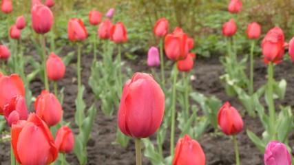 field of red tulips
